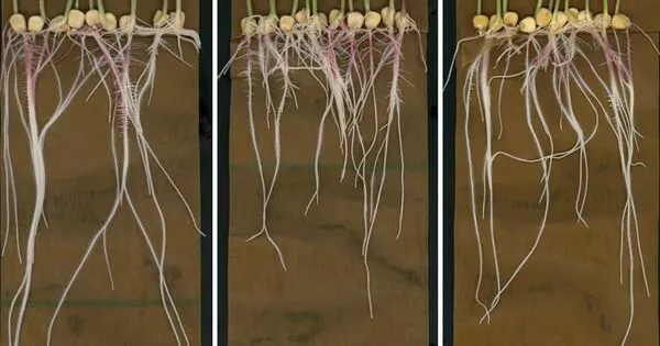 Images of Root Chemicals provide New insights into Plant Growth