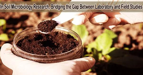 In Soil Microbiology Research, Bridging the Gap Between Laboratory and Field Studies