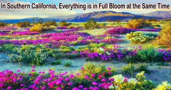 In Southern California, Everything is in Full Bloom at the Same Time