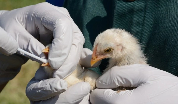 Genetic change increased bird flu severity during U.S. spread