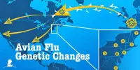 In the United States, a Genetic Change made Bird Flu more Severe