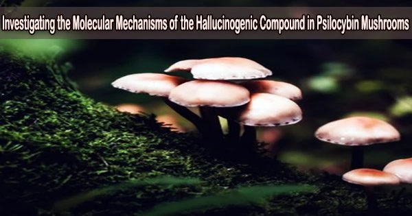 Investigating the Molecular Mechanisms of the Hallucinogenic Compound in Psilocybin Mushrooms
