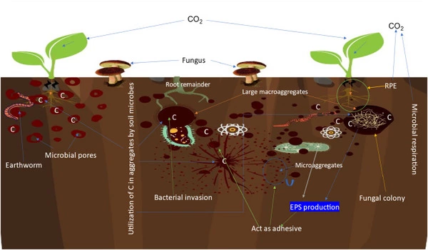 Microbes key to sequestering carbon in soil