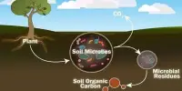 Microbes Play an Important Role in Carbon Sequestration in Soil