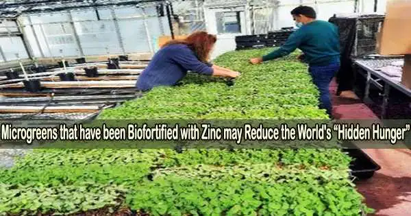 Microgreens that have been Biofortified with Zinc may Reduce the World’s “Hidden Hunger”