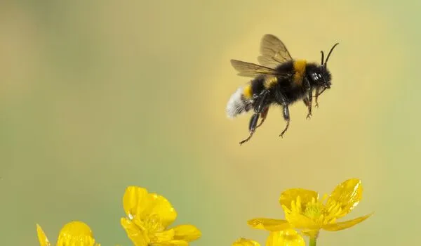 Saving moths may be just as important as saving the bees