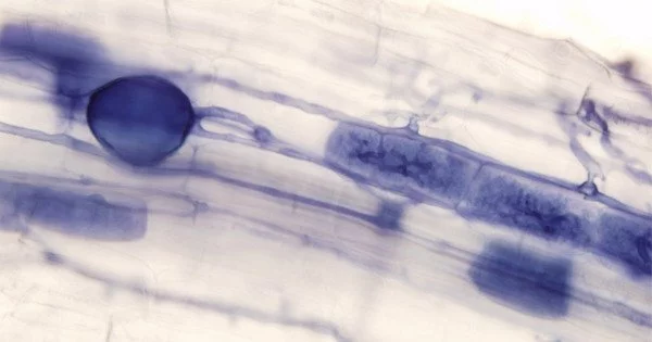 Mycorrhizal Fungi have Ancestral Mitoviruses
