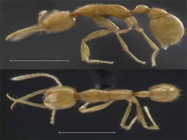 New insights into the complex neurochemistry of ants