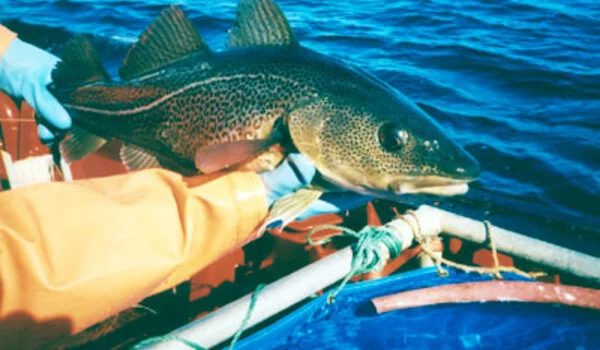 Overfishing linked to rapid evolution of codfish