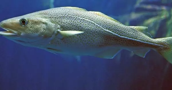 Overfishing has been linked to Rapid Codfish Evolution