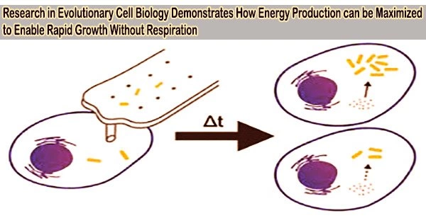 Research in Evolutionary Cell Biology Demonstrates How Energy Production can be Maximized to Enable Rapid Growth Without Respiration