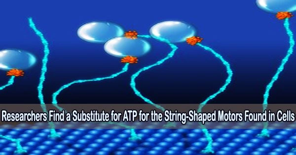Researchers Find a Substitute for ATP for the String-Shaped Motors Found in Cells