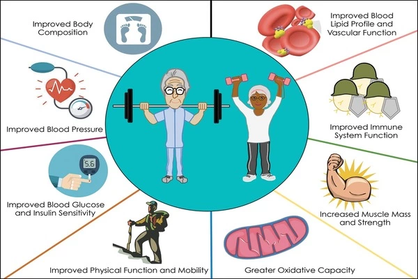 Resistance training in older adults at the cellular level