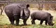 Retroviruses Unique to Asian Rhinos and Other Closely Related Species are Shared by African Rhinos