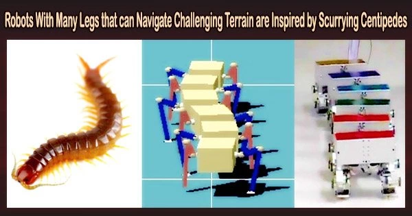 Robots With Many Legs that can Navigate Challenging Terrain are Inspired by Scurrying Centipedes