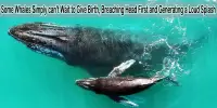 Some Whales Simply can’t Wait to Give Birth, Breaching Head First and Generating a Loud Splash