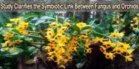 Study Clarifies the Symbiotic Link Between Fungus and Orchids