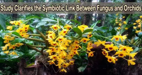 Study Clarifies the Symbiotic Link Between Fungus and Orchids