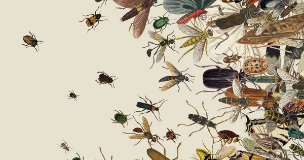 The reasons why insect numbers are decreasing