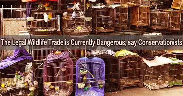The Legal Wildlife Trade is Currently Dangerous, say Conservationists