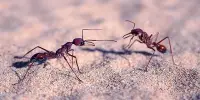 The Lifespan of Ants Can Be Tripled by a Parasite And It Really Sounds Really Good
