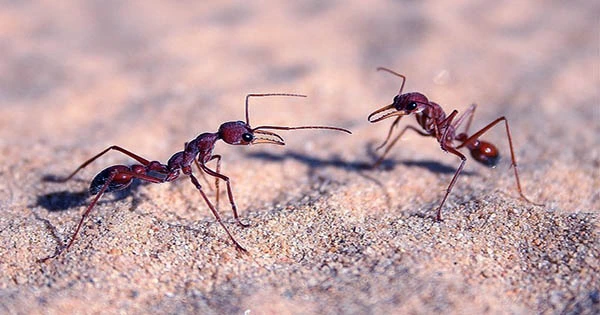 The Lifespan of Ants Can Be Tripled by a Parasite And It Really Sounds Really Good