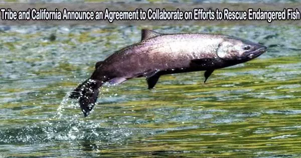 Tribe and California Announce an Agreement to Collaborate on Efforts to Rescue Endangered Fish