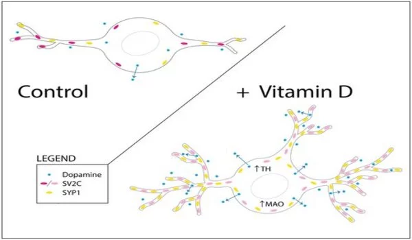 Vitamin D alters developing neurons in the brain's dopamine circuit
