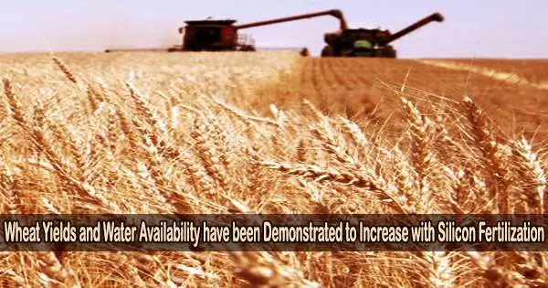 Wheat Yields and Water Availability have been Demonstrated to Increase with Silicon Fertilization