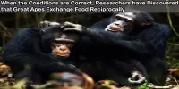 When the Conditions are Correct, Researchers have Discovered that Great Apes Exchange Food Reciprocally
