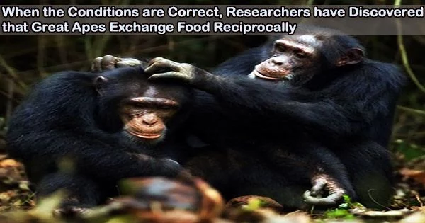 When the Conditions are Correct, Researchers have Discovered that Great Apes Exchange Food Reciprocally