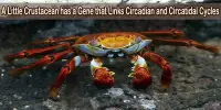 A Little Crustacean has a Gene that Links Circadian and Circatidal Cycles