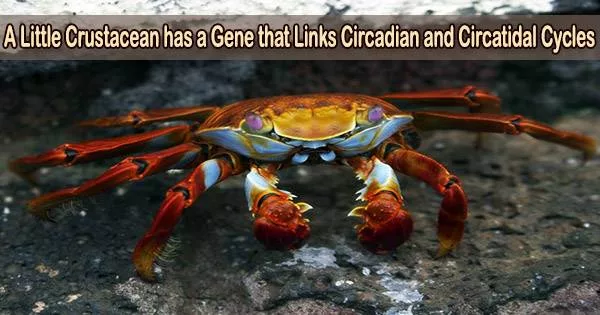 A Little Crustacean has a Gene that Links Circadian and Circatidal Cycles