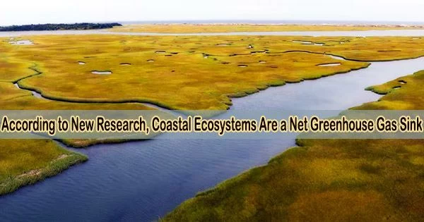 According to New Research, Coastal Ecosystems Are a Net Greenhouse Gas Sink