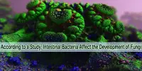 According to a Study, Intestinal Bacteria Affect the Development of Fungi