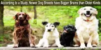 According to a Study, Newer Dog Breeds have Bigger Brains than Older Kinds