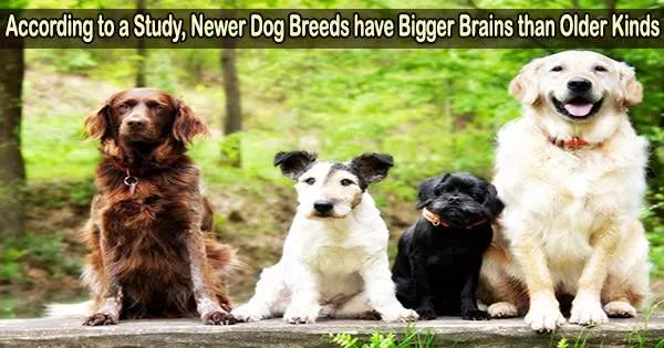According to a Study, Newer Dog Breeds have Bigger Brains than Older Kinds