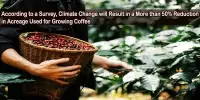 According to a Survey, Climate Change will Result in a More than 50% Reduction in Acreage Used for Growing Coffee