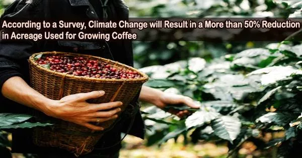 According to a Survey, Climate Change will Result in a More than 50% Reduction in Acreage Used for Growing Coffee