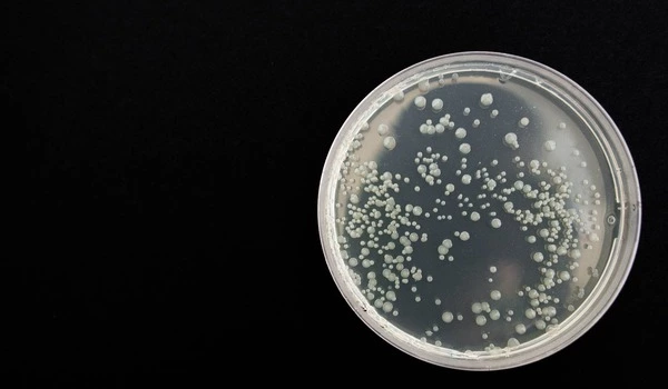 Drug decelerates bacterial race to antibiotic resistance
