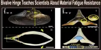Bivalve Hinge Teaches Scientists About Material Fatigue Resistance