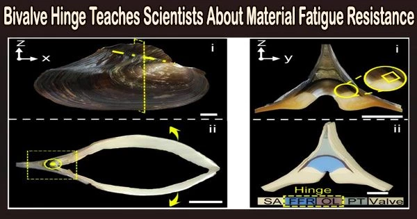 Bivalve Hinge Teaches Scientists About Material Fatigue Resistance