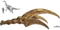 Claws of Dinosaurs used for Excavating and Display