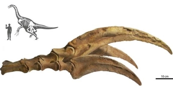Claws of Dinosaurs used for Excavating and Display