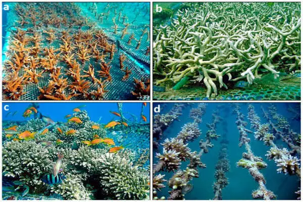Hedging strategy for coral restoration balances diversity, ecosystem benefits
