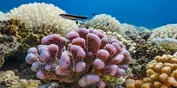 Coral Restoration Hedging Strategy Balances Diversity and Ecosystem Benefits