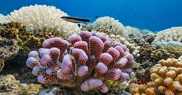 Coral Restoration Hedging Strategy Balances Diversity and Ecosystem Benefits