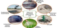 Effects of Plant Remediation on Contamination from Petroleum