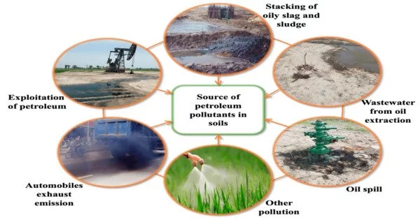 Effects of Plant Remediation on Contamination from Petroleum