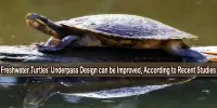 Freshwater Turtles’ Underpass Design can be Improved, According to Recent Studies